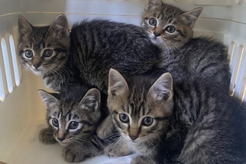 【芸術（音楽）】：音楽生成AIでの新たな作曲（好きな詩）