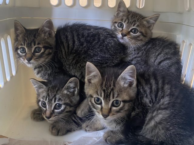 【芸術（音楽）】：音楽生成AIでの新たな作曲（好きな詩）